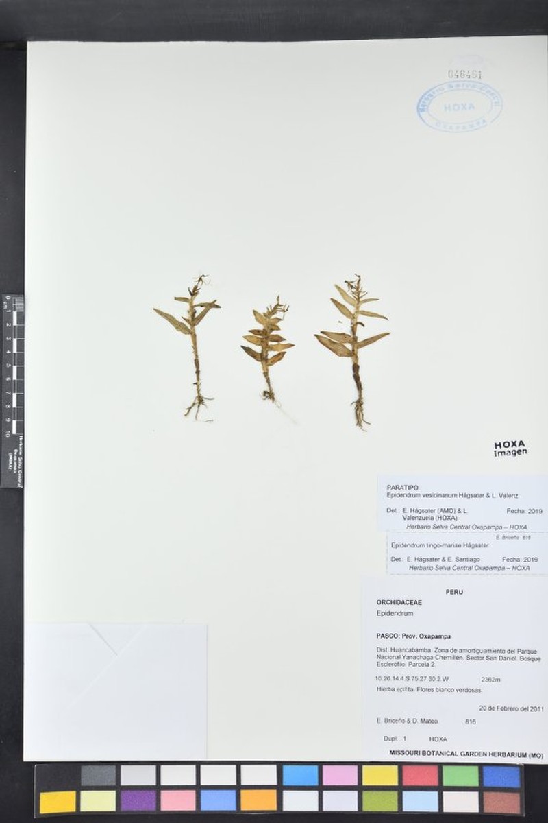 Epidendrum vesicinanum photo 3
