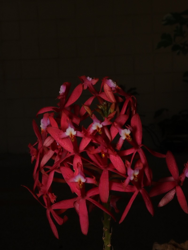 Epidendrum villahermosaense