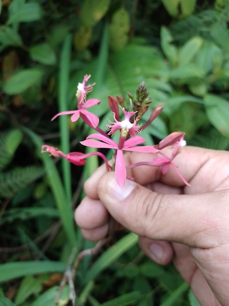 Epidendrum villahermosaense photo 2