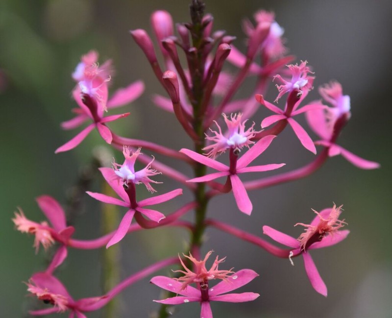 Epidendrum villahermosaense photo 4