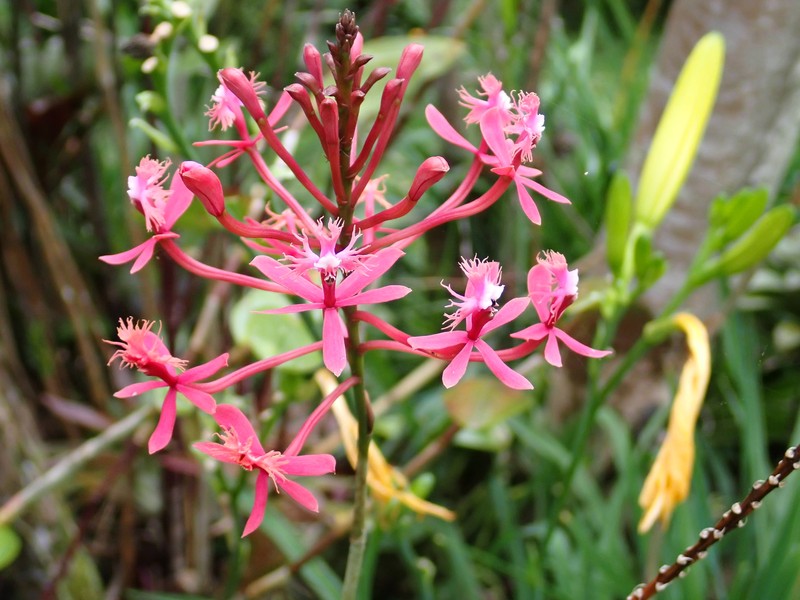 Epidendrum villahermosaense photo 6