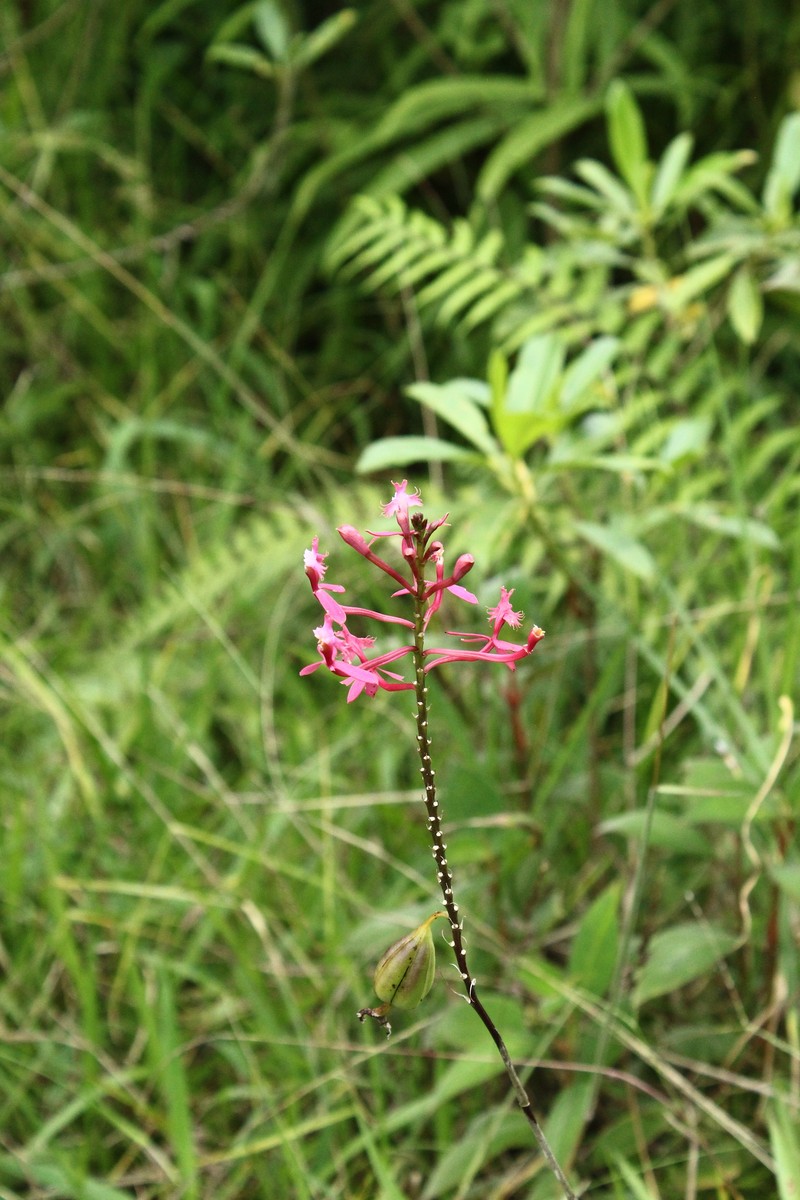 Epidendrum villahermosaense photo 8