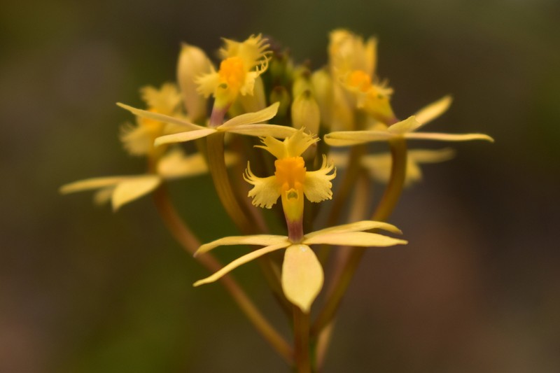 Epidendrum viridiflavum
