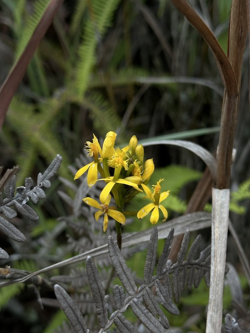Epidendrum viridiflavum photo 2