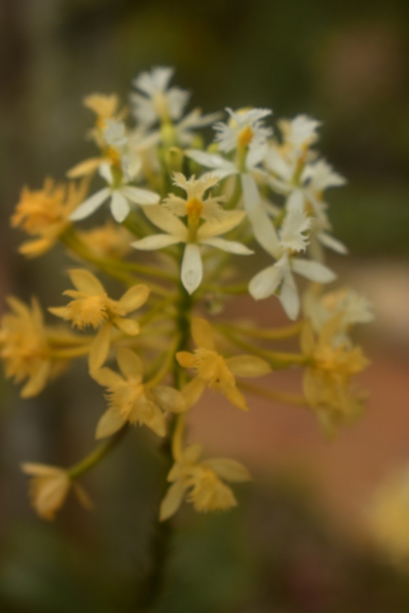 Epidendrum viridiflavum photo 3