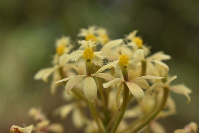 Epidendrum viridiflavum photo 4