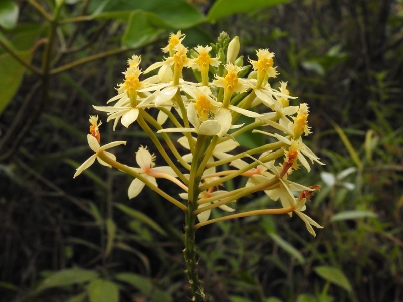Epidendrum viridiflavum photo 5