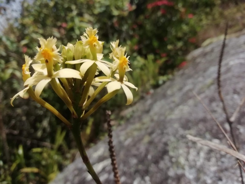 Epidendrum viridiflavum photo 6