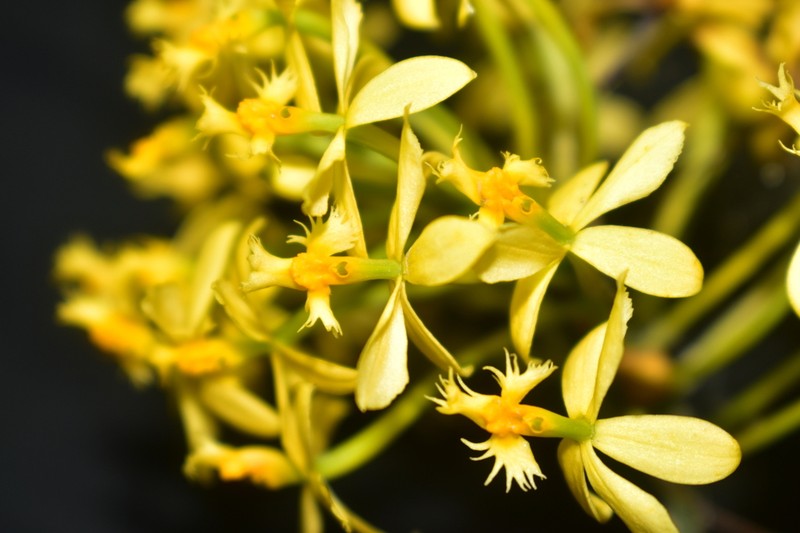 Epidendrum viridiflavum photo 7