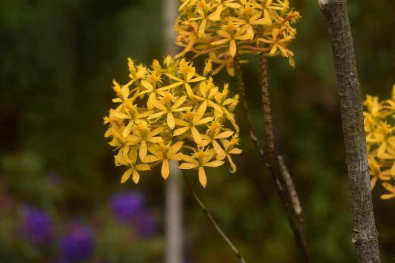 Epidendrum viridiflavum photo 8