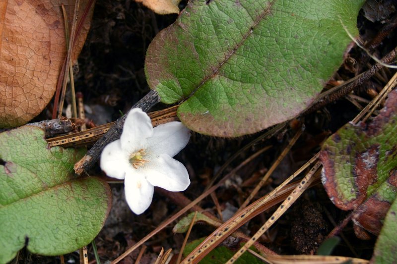 Trailing Arbutus