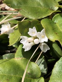 Trailing Arbutus