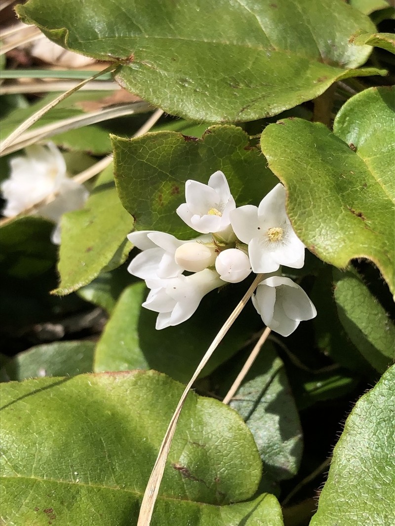 Trailing Arbutus
