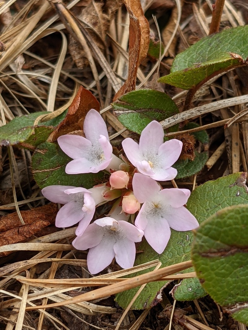 Trailing Arbutus photo 2