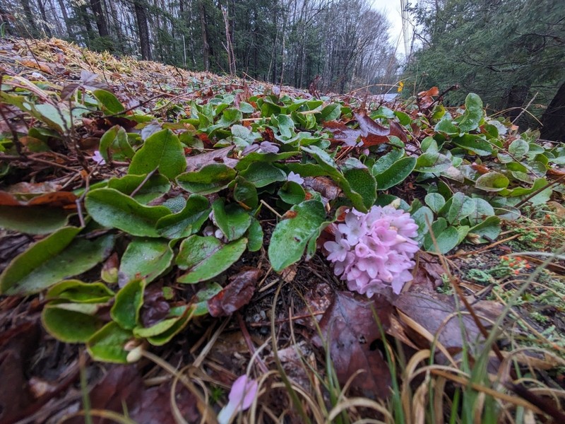 Trailing Arbutus photo 3
