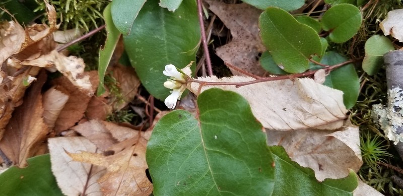 Trailing Arbutus photo 4
