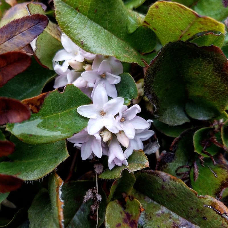 Trailing Arbutus photo 5