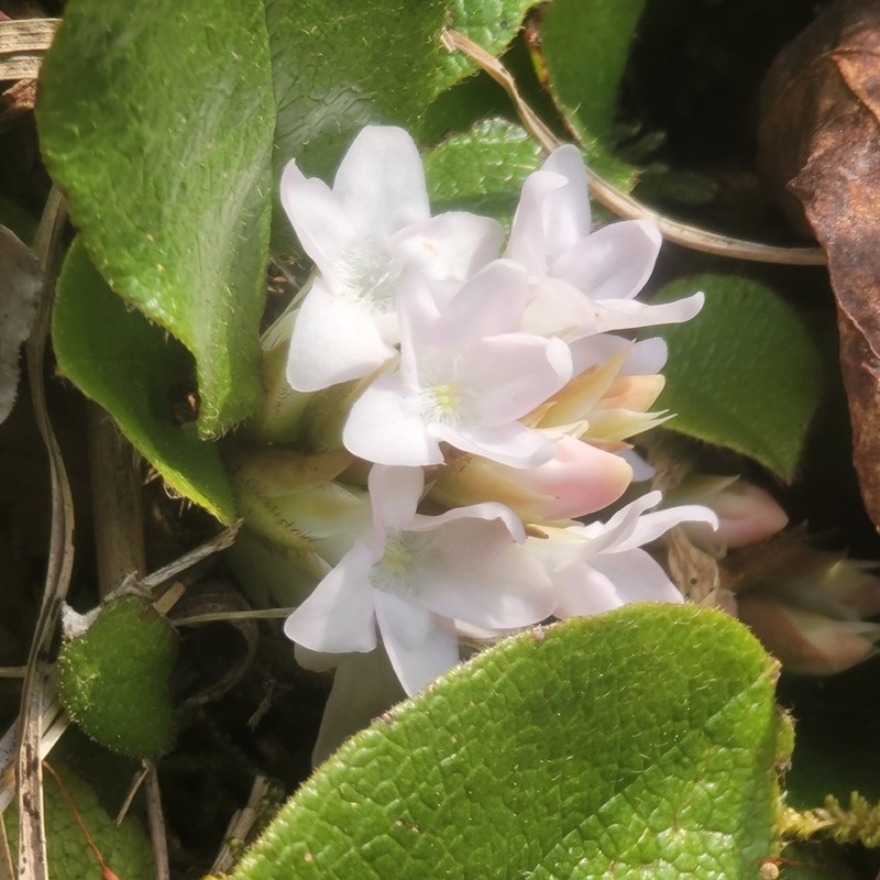 Trailing Arbutus photo 6