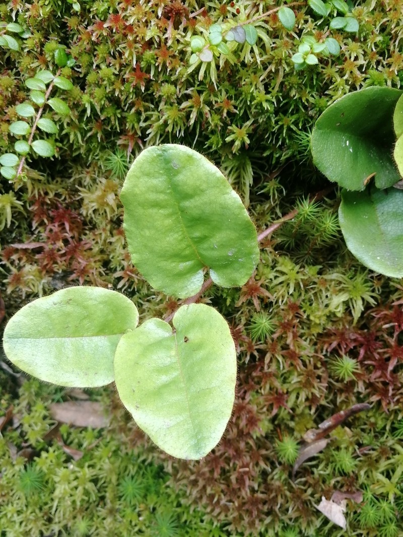 Trailing Arbutus photo 7
