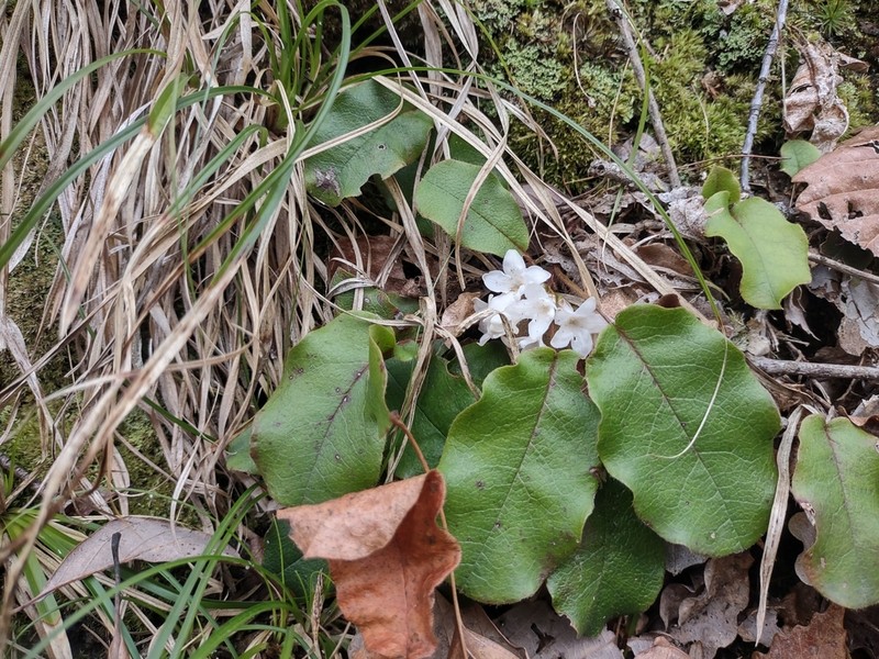 Trailing Arbutus photo 8
