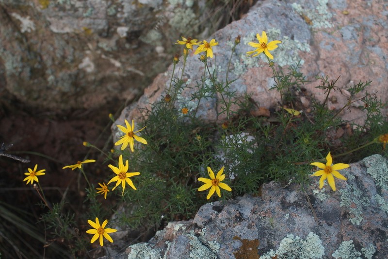 Epilepis crawfordii