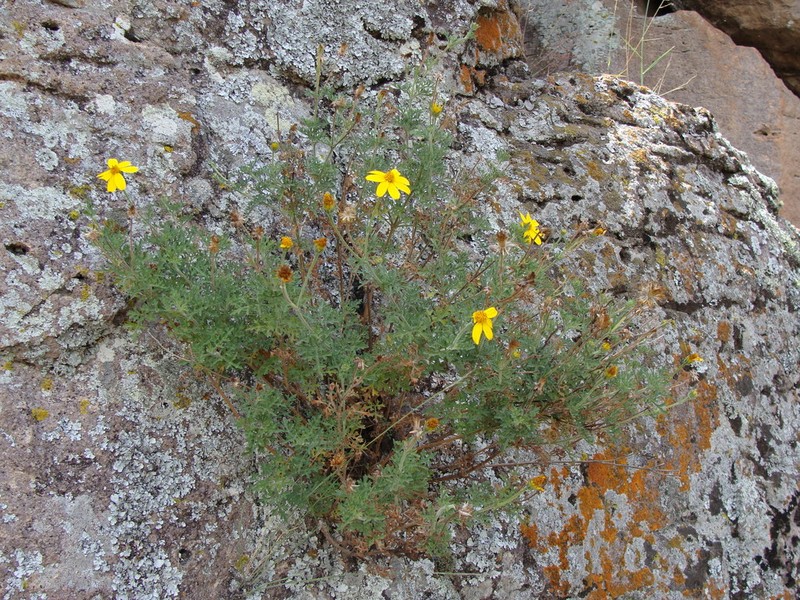 Epilepis guanajuatensis