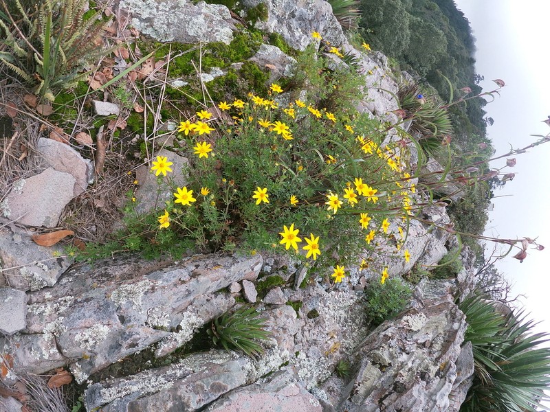 Epilepis guanajuatensis photo 2