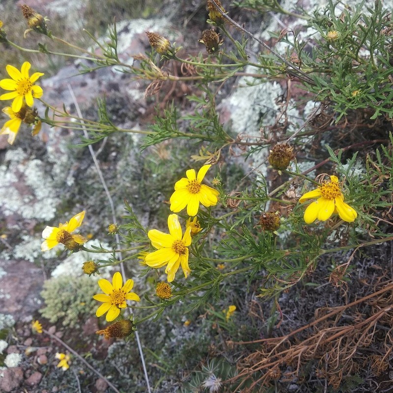 Epilepis guanajuatensis photo 4