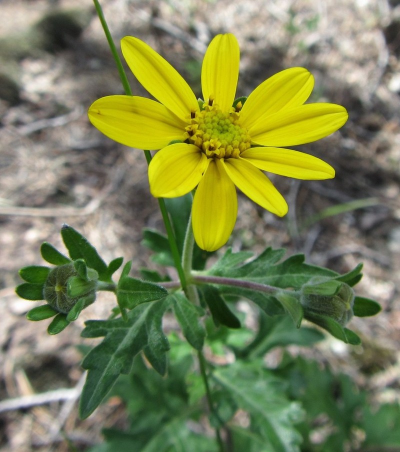 Epilepis mcvaughii