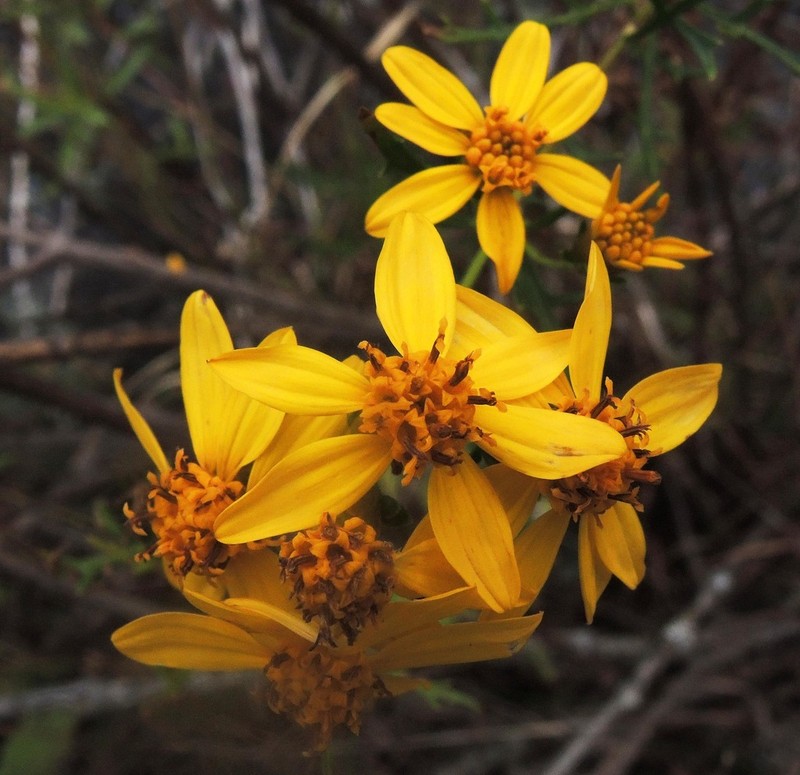 Epilepis petrophila