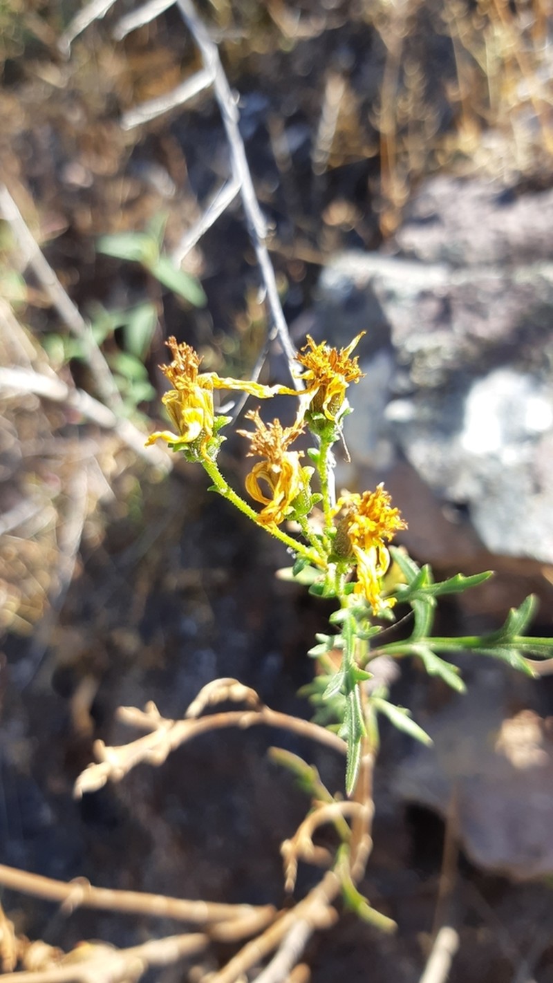 Epilepis petrophila photo 3