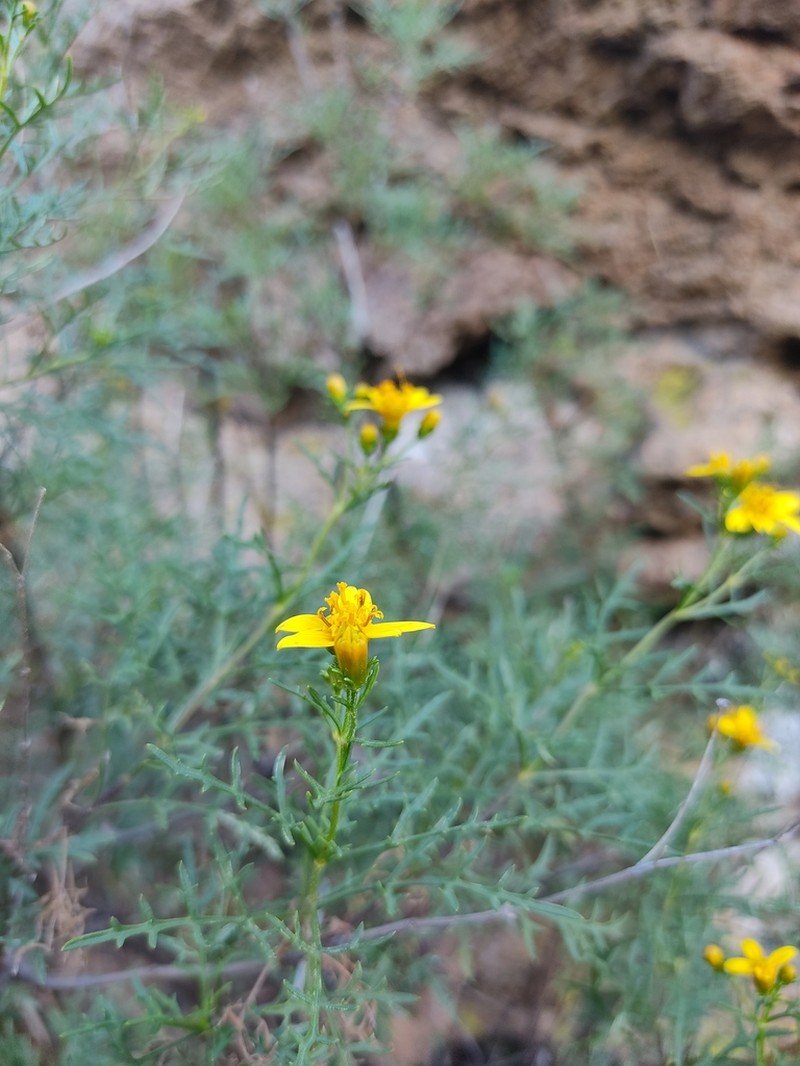 Epilepis petrophila photo 4