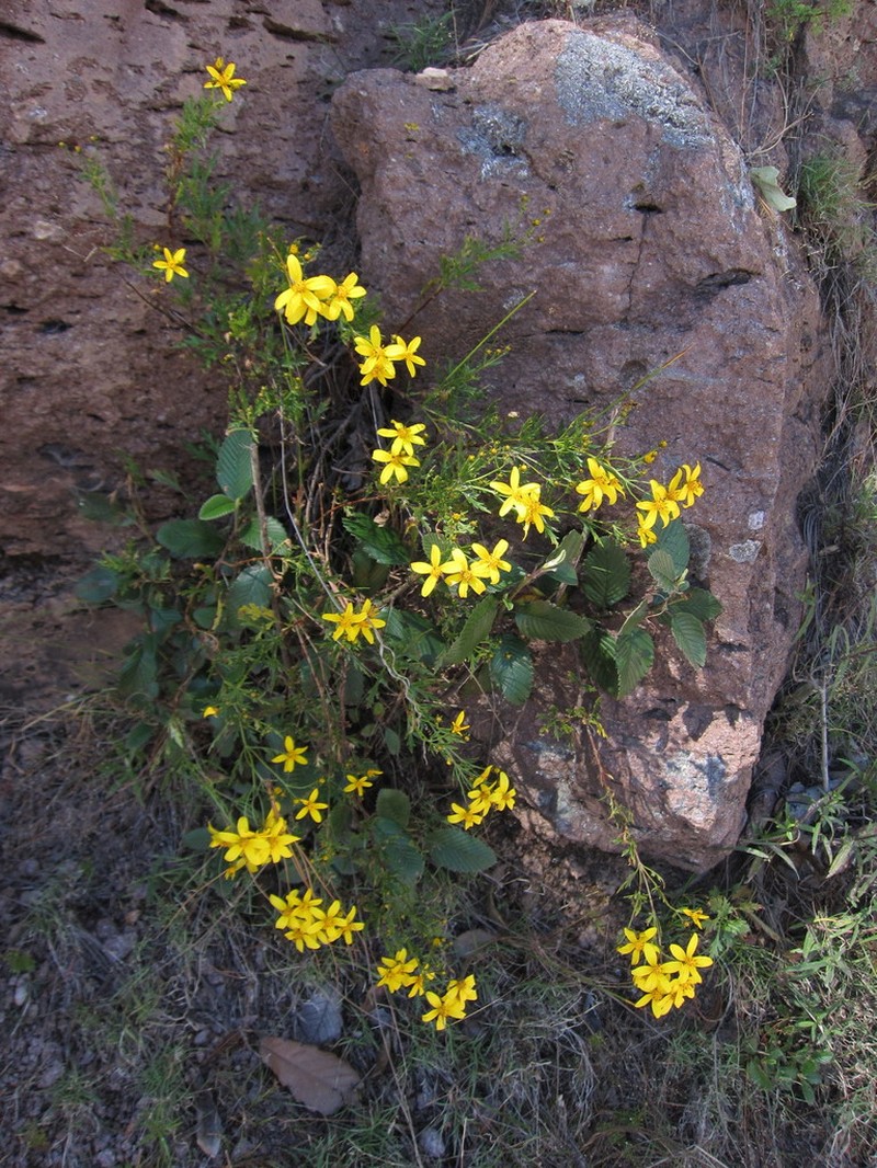 Epilepis petrophila photo 6