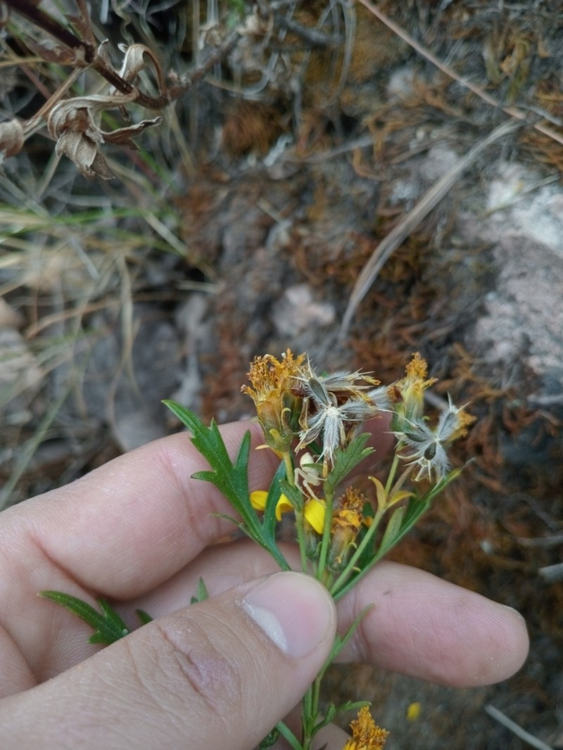 Epilepis petrophila photo 7