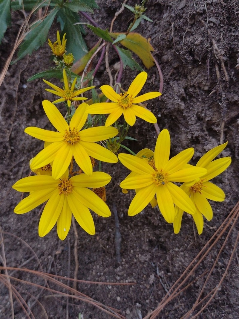 Epilepis petrophiloides