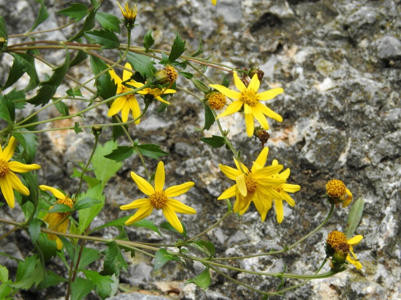 Epilepis petrophiloides photo 3