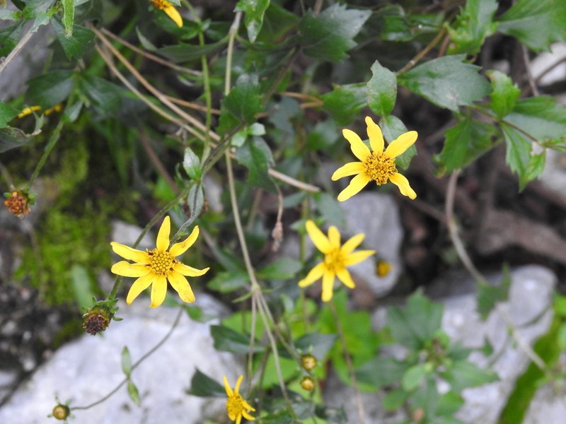 Epilepis petrophiloides photo 4