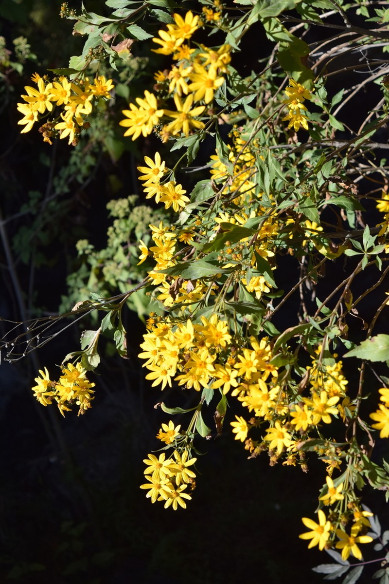 Epilepis petrophiloides photo 5