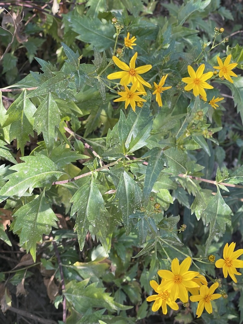 Epilepis petrophiloides photo 6