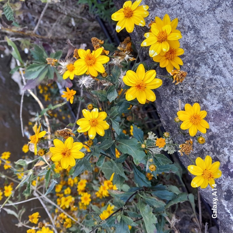 Epilepis petrophiloides photo 7