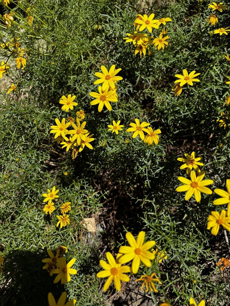 Epilepis pringlei