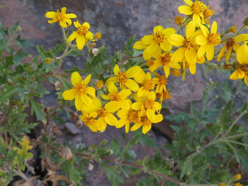 Epilepis rudis