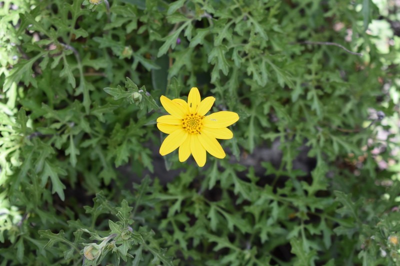 Epilepis rudis photo 3