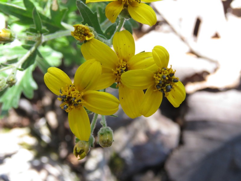 Epilepis rudis photo 4