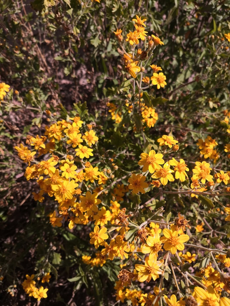 Epilepis rudis photo 5