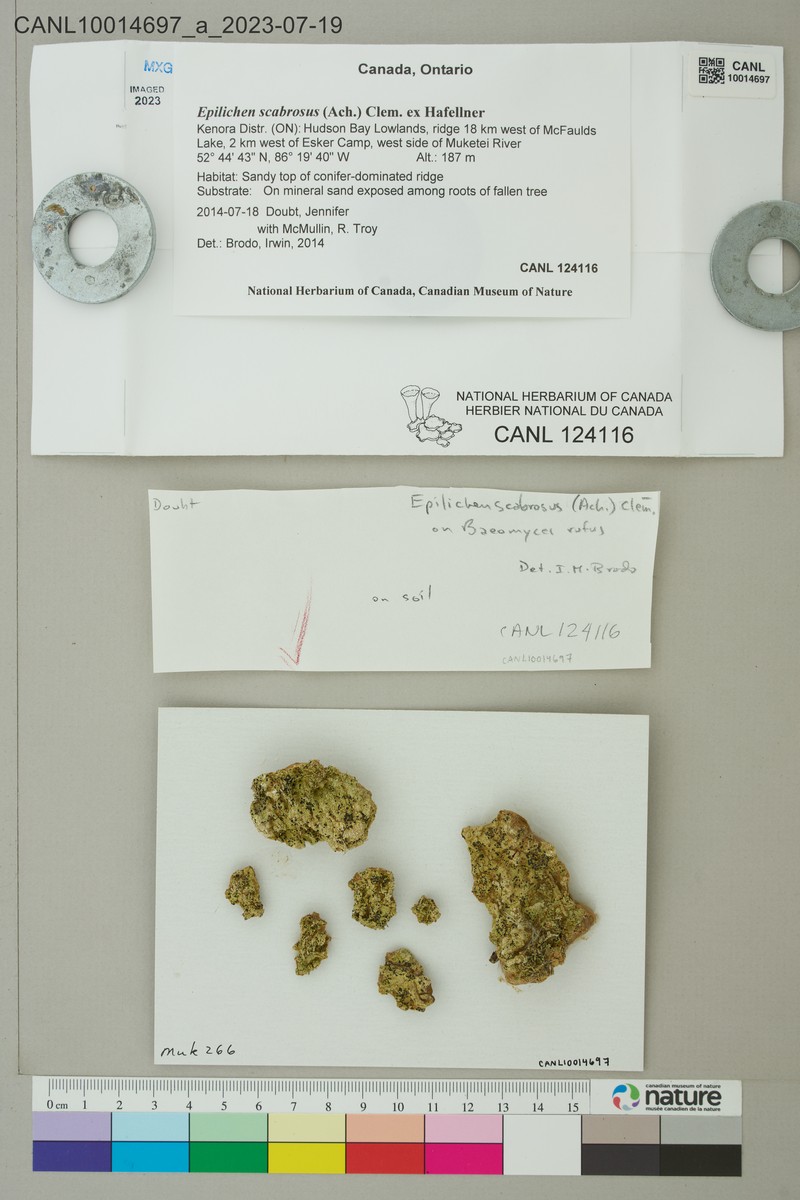Epilichen Lichen