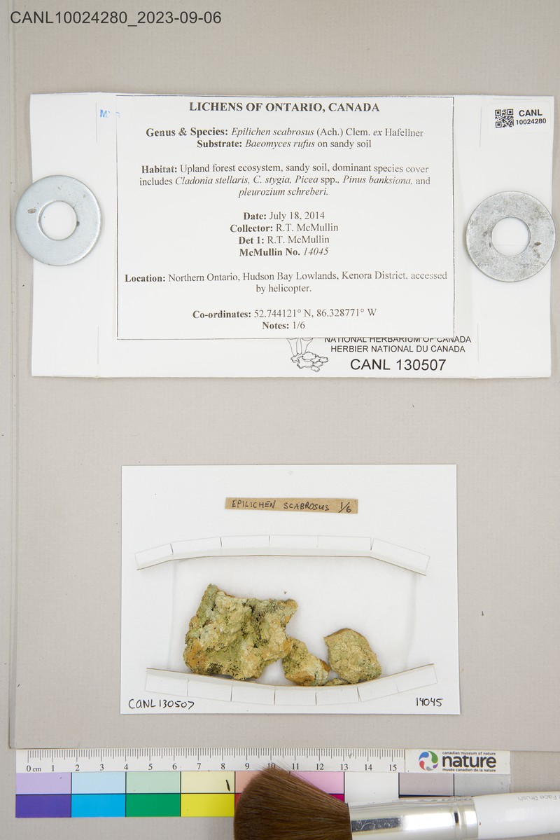 Epilichen Lichen photo 2