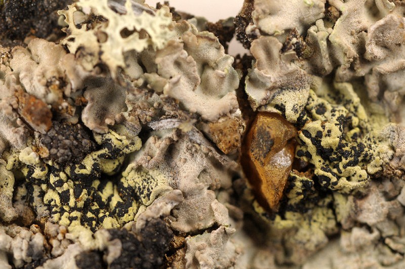 Epilichen Lichen photo 3