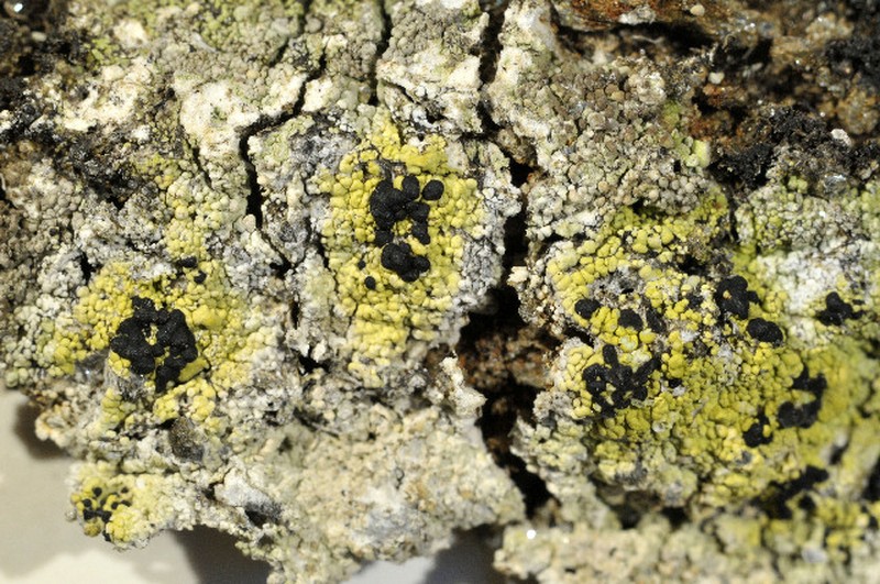 Epilichen Lichen photo 4