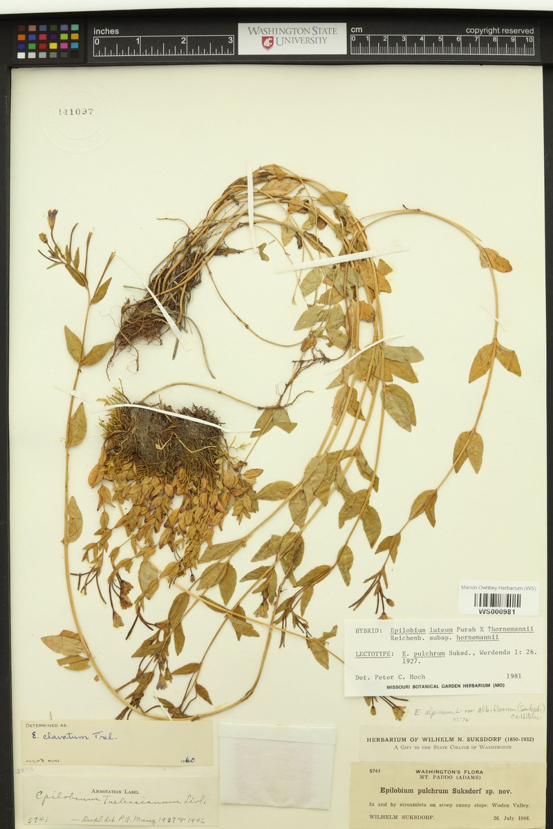 Willowherb